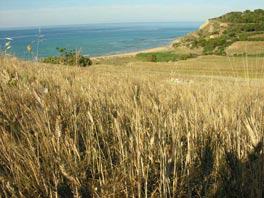 Paesaggio di Campofilone